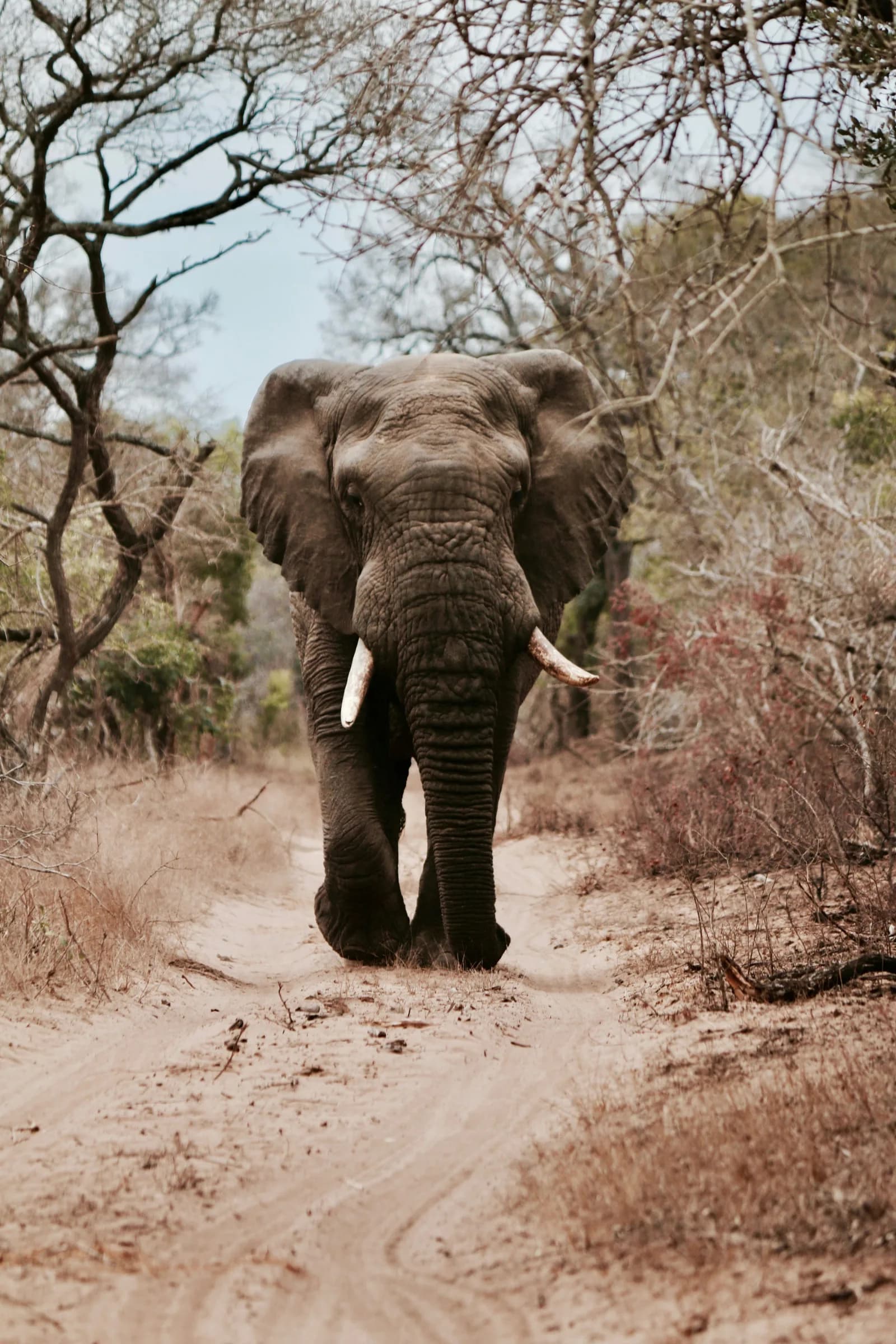 A bull elephant walking straight towards the camera