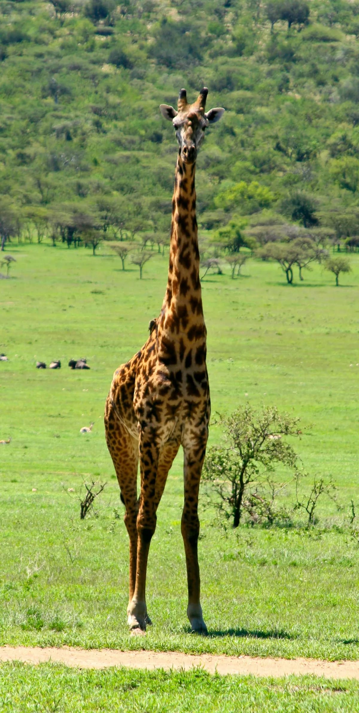 A giraffe on the Mara