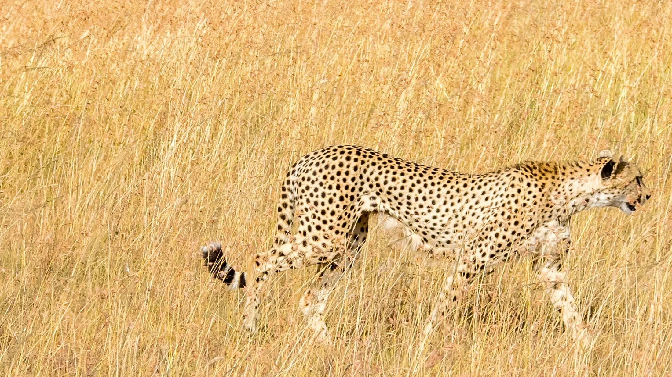 A cheetah walking through tall golden grass in Tsavo
