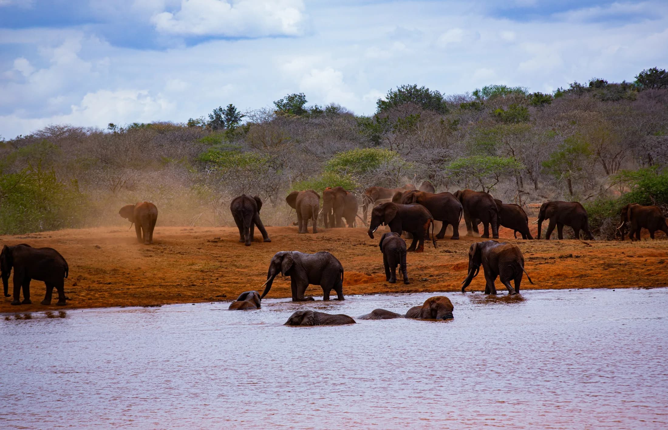 Red elephants at a Tsavo waterhole
