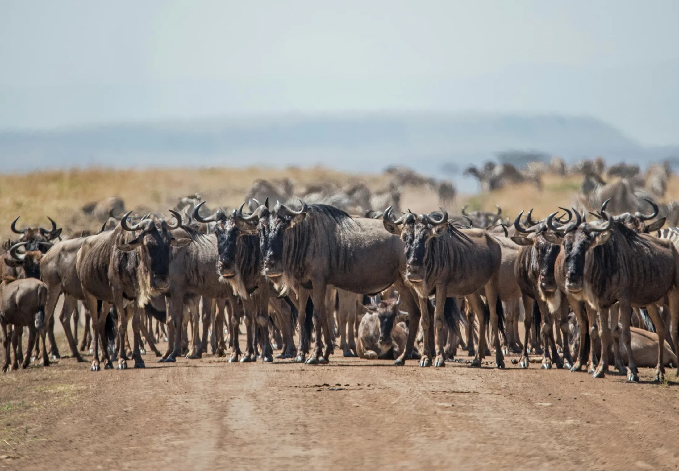 A dense herd of wildebeest gathered on the Mara plains